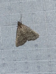 Tetanolita mynesalis