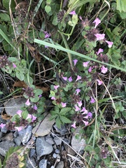 Clinopodium vulgare