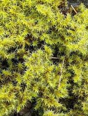 Racomitrium lanuginosum