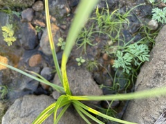 Leucospora multifida