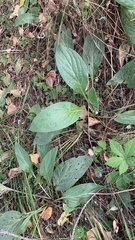 Cynoglossum officinale