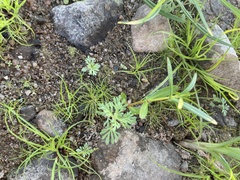 Leucospora multifida