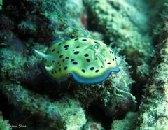 Goniobranchus kuniei