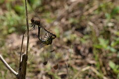 Sympetrum infuscatum