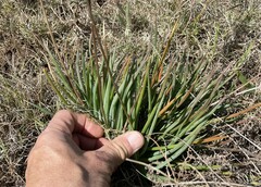 Bulbine lagopus
