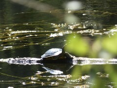Trachemys scripta elegans