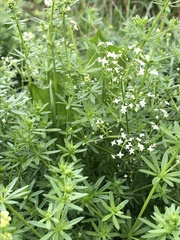 Galium album