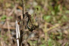 Sympetrum infuscatum