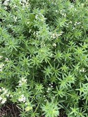 Galium album
