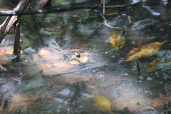 Periophthalmodon schlosseri