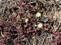 Mesembryanthemum aitonis