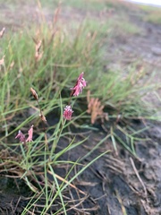 Sporobolus pumilus