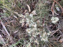 Hakea rugosa