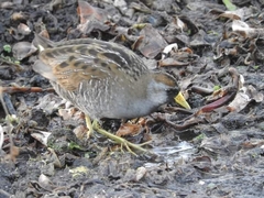 Porzana carolina