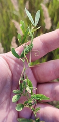 Lathyrus tuberosus