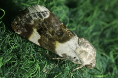 Acontia lucida