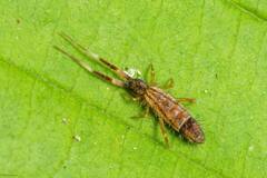 Orchesella flavescens
