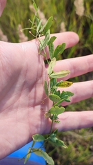 Lathyrus tuberosus
