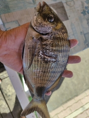 Diplodus sargus