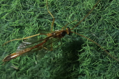 Ophioninae