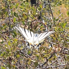 Iphiclides podalirius