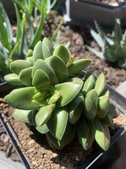 Crassula