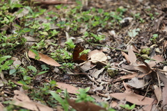 Junonia hedonia