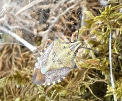 Carpocoris