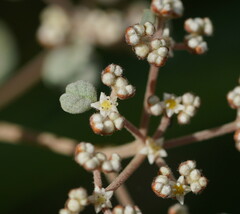 Spyridium parvifolium