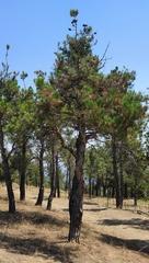 Pinus