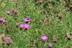 Centaurea nigra