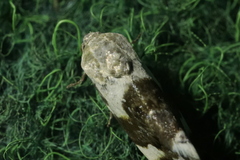 Acontia lucida