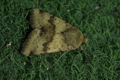 Heliothis viriplaca