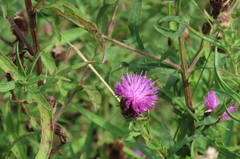Centaurea nigra