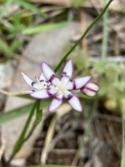 Wurmbea dioica