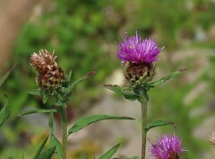 Centaurea nigra