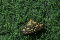 Pyrausta purpuralis