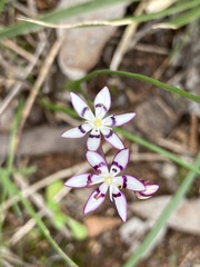 Wurmbea dioica