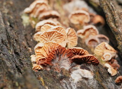 Marasmiellus affixus