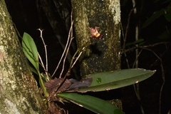 Trichocentrum lindenii