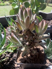 Kalanchoe tomentosa