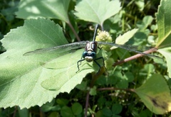 Dromogomphus spinosus