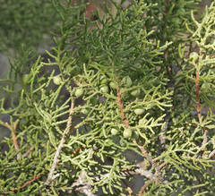 Juniperus pinchotii