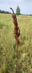Rumex pseudonatronatus