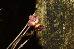 Trichocentrum lindenii