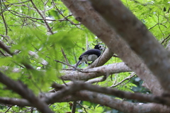 Anthracoceros albirostris