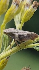 Aphrophora alni