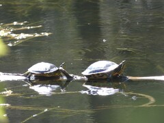 Trachemys scripta