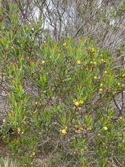 Acacia dodonaeifolia