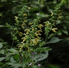 Salvia glutinosa
